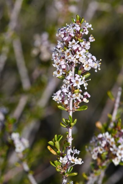 Ceanothus ophiochilus, photographed by Trevor Van Loon