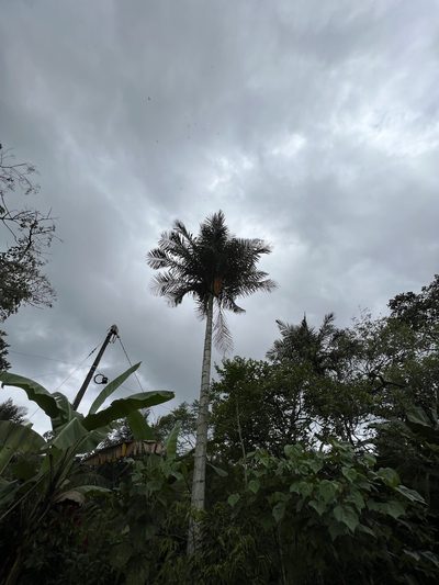 Ceroxylon sasaimae, photographed by Nicolás Baresch Uribe