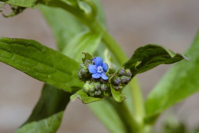Cynoglossum zeylanicum, photographed by Cheng-Tao Lin