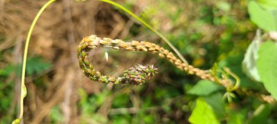 Achyranthes aspera, photographed by ritirene