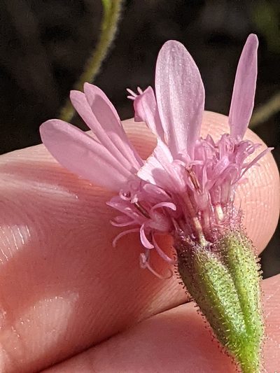 Palafoxia hookeriana, photographed by Alison Northup
