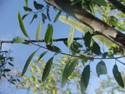 Karwinskia parvifolia, photographed by Alexis López Hernández