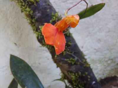 Comparettia coccinea, photographed by Filipi Miranda Soares