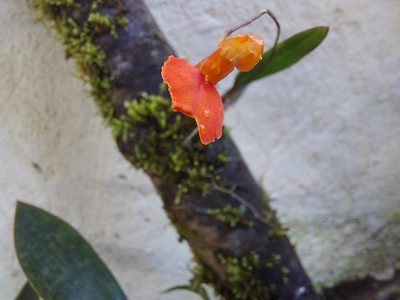 Comparettia coccinea, photographed by Filipi Miranda Soares