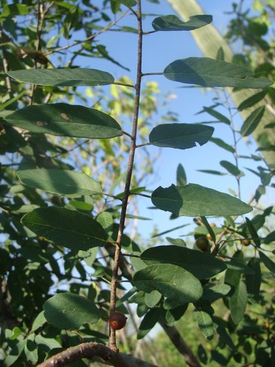 Karwinskia parvifolia, photographed by Alexis López Hernández