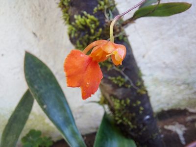 Comparettia coccinea, photographed by Filipi Miranda Soares