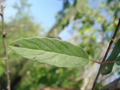 Karwinskia parvifolia, photographed by Alexis López Hernández