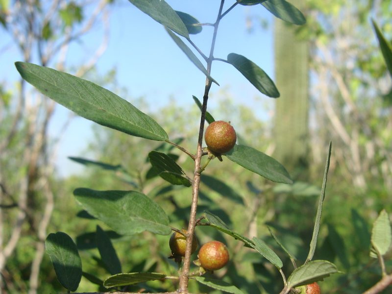 Karwinskia parvifolia, photographed by Alexis López Hernández