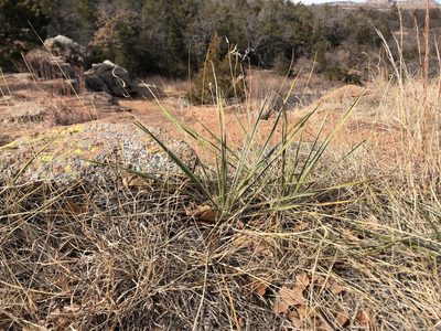 Yucca arkansana, photographed by Samantha Knight