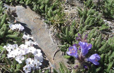 Phlox pulvinata, photographed by John Brew