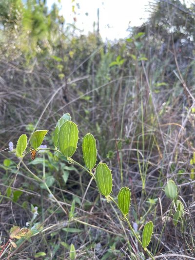 Smilax havanensis, photographed by Brandon Corder