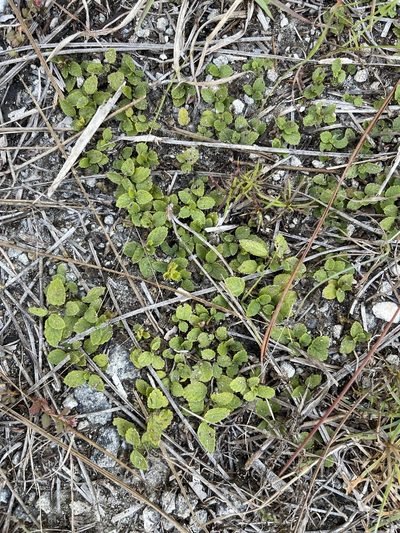 Acalypha chamaedrifolia, photographed by Brandon Corder