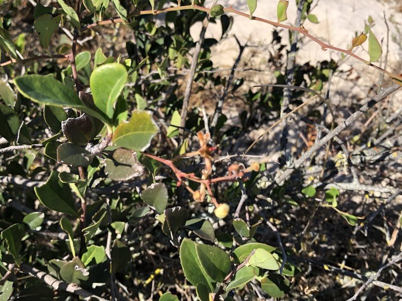 Putterlickia pyracantha, photographed by Caroline Voget
