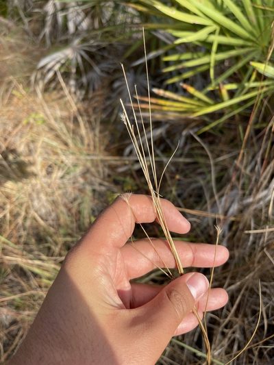 Schizachyrium rhizomatum, photographed by Brandon Corder