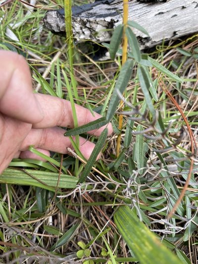 Galactia pinetorum, photographed by Brandon Corder