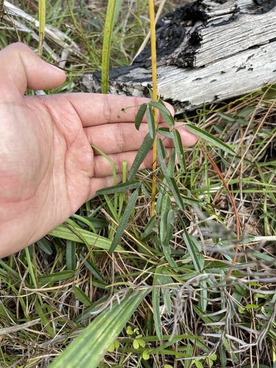 Galactia pinetorum, photographed by Brandon Corder