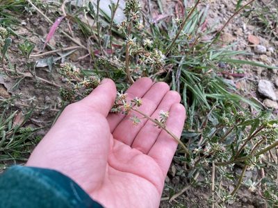 Reseda phyteuma, photographed by Marc Riera