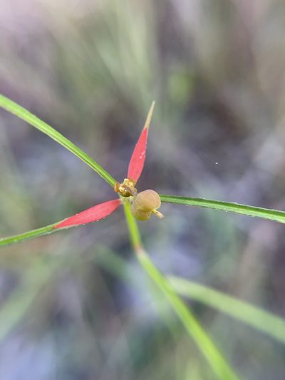 Euphorbia pinetorum, photographed by Brandon Corder