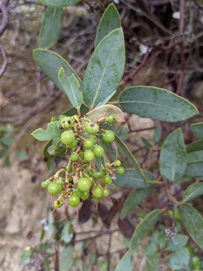 Arctostaphylos rainbowensis, photographed by Trevor Van Loon