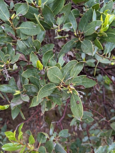 Arctostaphylos rainbowensis, photographed by Trevor Van Loon