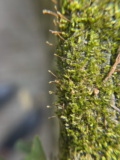 Anacamptodon splachnoides, photographed by Brandon Corder