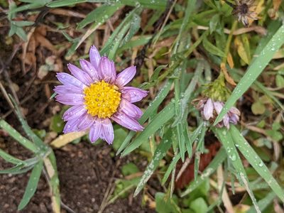 Corethrogyne filaginifolia, photographed by elonicera