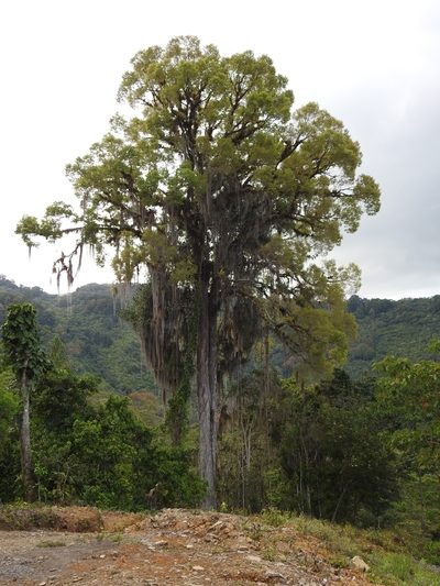 Ulmus mexicana, photographed by Michelle Monge-Velazquez