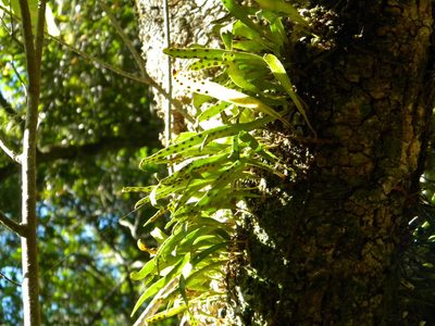 Pleopeltis macrocarpa, photographed by Tim Kirsten