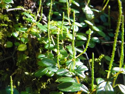 Peperomia retusa, photographed by Tim Kirsten