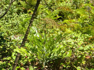 Notobubon galbanum, photographed by Tim Kirsten