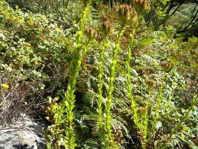 Pseudoselago serrata, photographed by Tim Kirsten