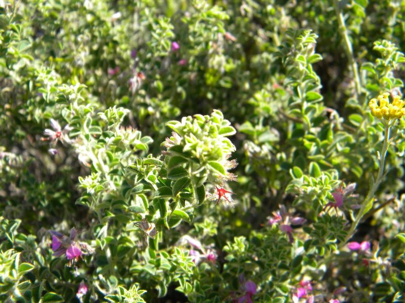 Indigofera candolleana, photographed by Tim Kirsten
