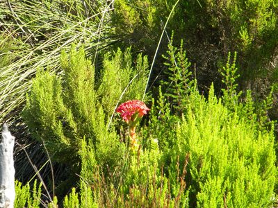 Crassula coccinea, photographed by Tim Kirsten