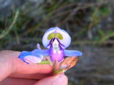Disa graminifolia, photographed by Tim Kirsten