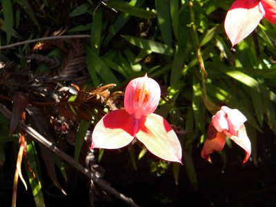 Disa uniflora, photographed by Tim Kirsten