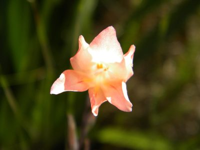 Gladiolus monticola, photographed by Tim Kirsten