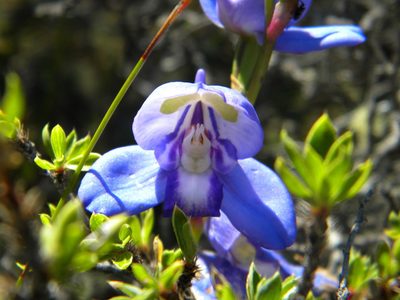 Disa graminifolia, photographed by Tim Kirsten