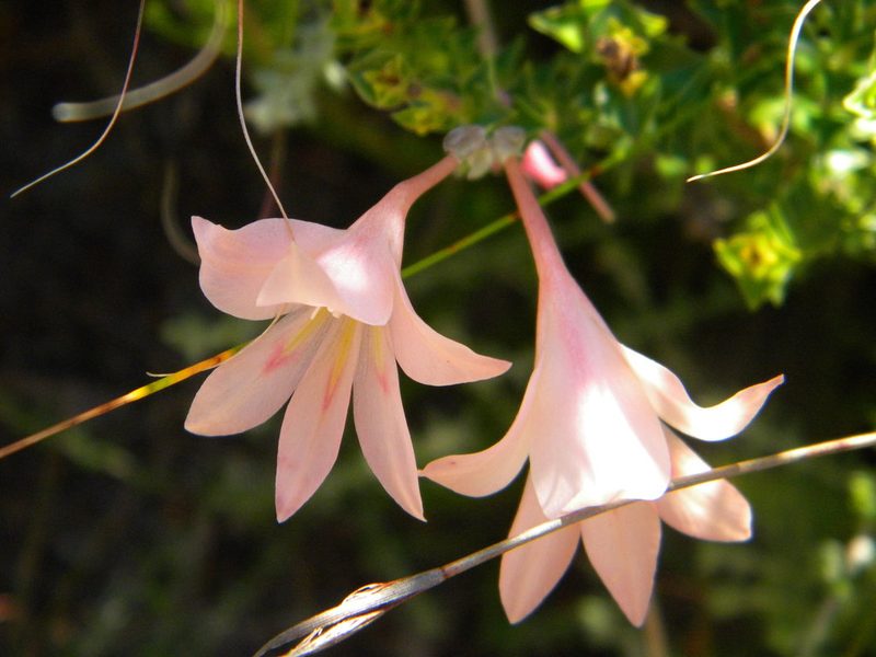 Gladiolus monticola, photographed by Tim Kirsten