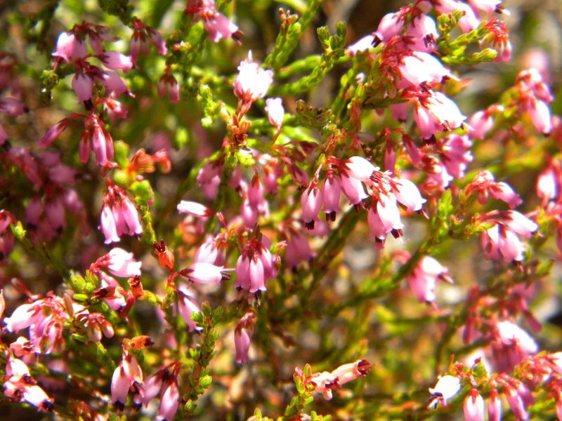 Erica equisetifolia, photographed by Tim Kirsten