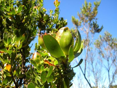Leucadendron strobilinum, photographed by Tim Kirsten