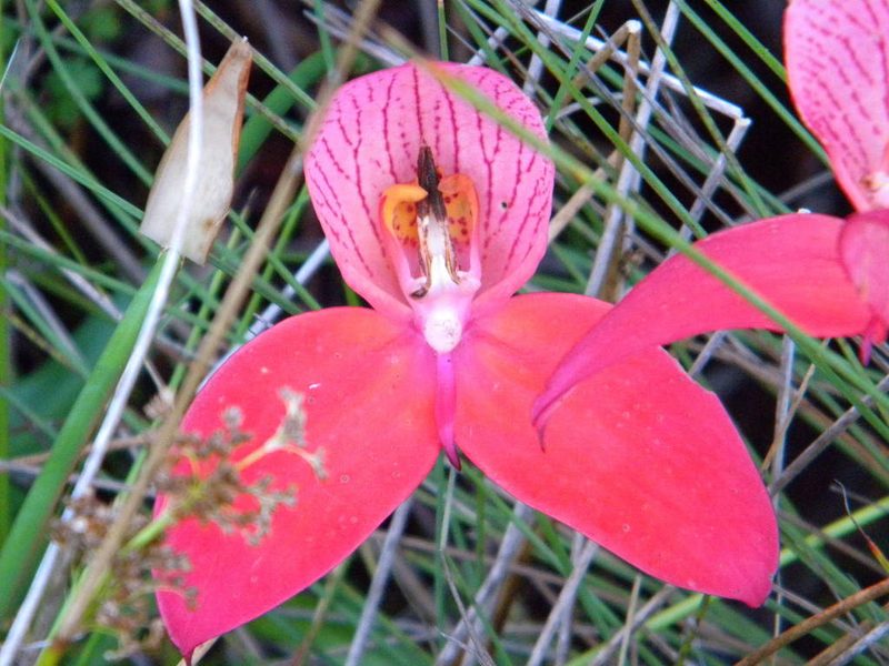 Disa uniflora, photographed by Tim Kirsten