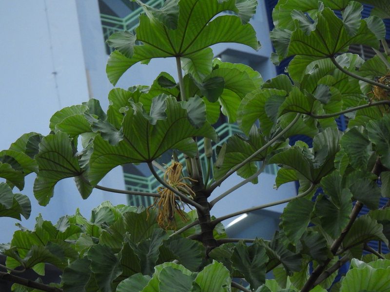 Cecropia polystachya, photographed by Samuel Lee