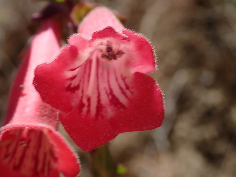 Penstemon roseus, photographed by Scott Yarger