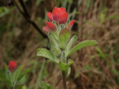 Castilleja arvensis, photographed by Scott Yarger