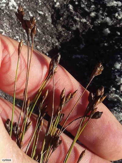 Restio pedicellatus, photographed by Chris Vynbos