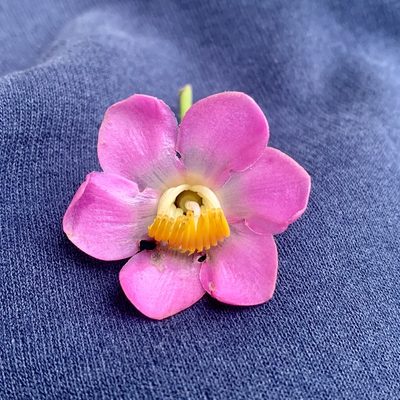 Blakea multiflora, photographed by Círculo de Investigación en Taxonomía, Florística y Ecología Vegetal