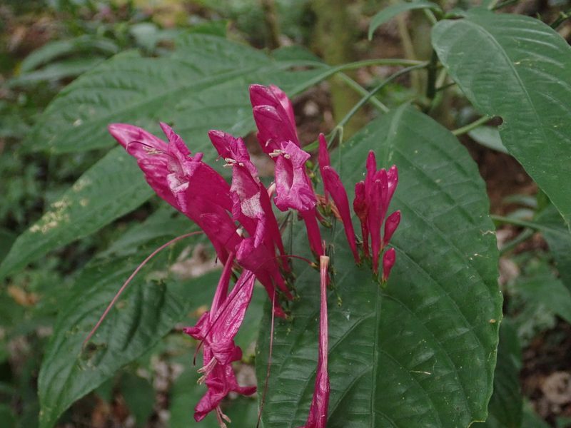 Ruellia eumorphantha, photographed by Scott Yarger