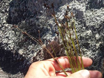 Restio pedicellatus, photographed by Chris Vynbos