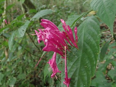 Ruellia eumorphantha, photographed by Scott Yarger