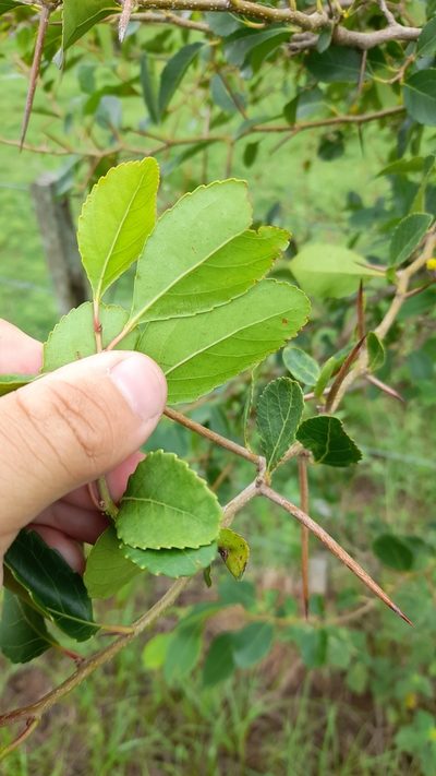 Xylosma venosa, photographed by Pablo H Capovilla